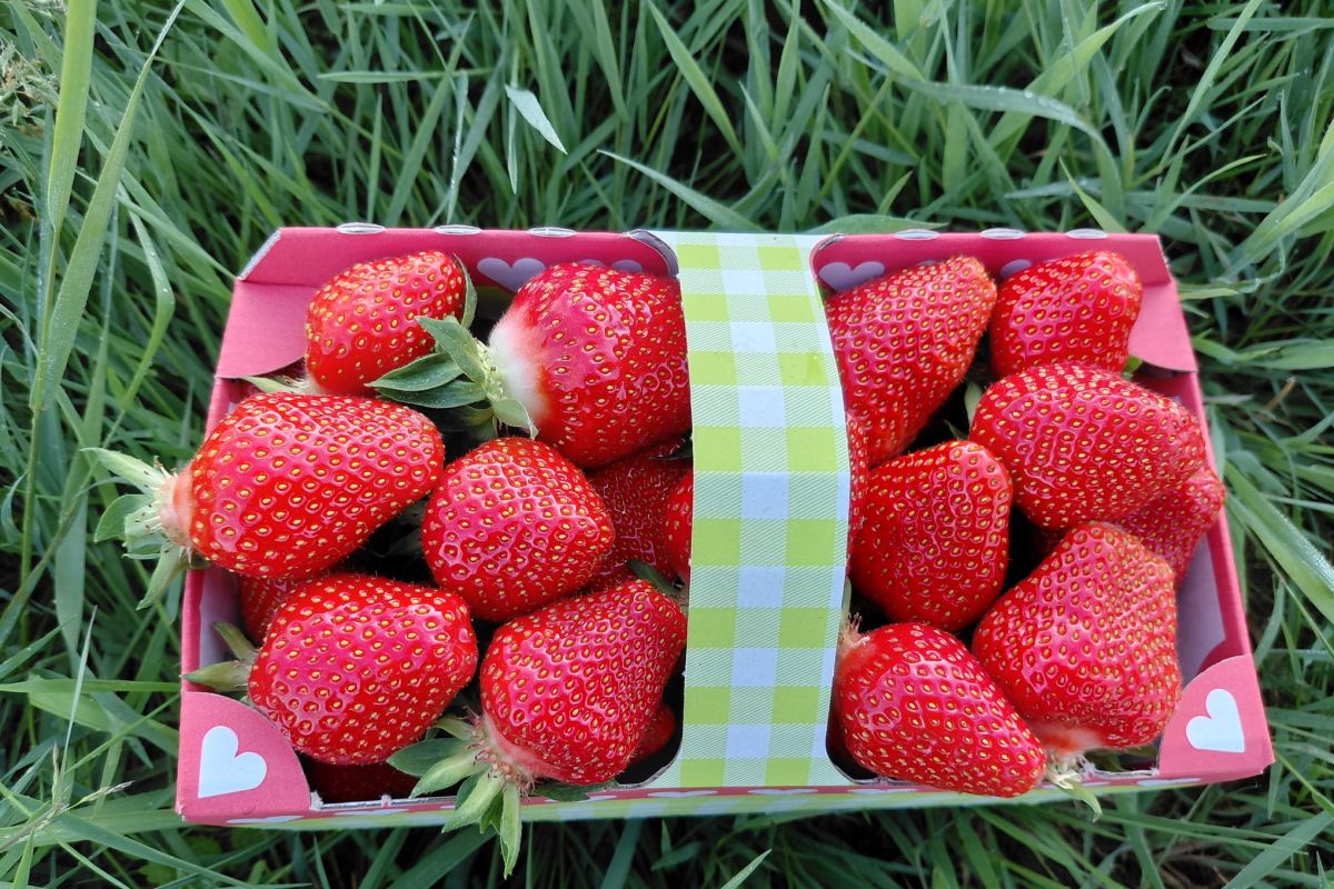 Leckere Erdbeeren in unseren Kaffeeküchen